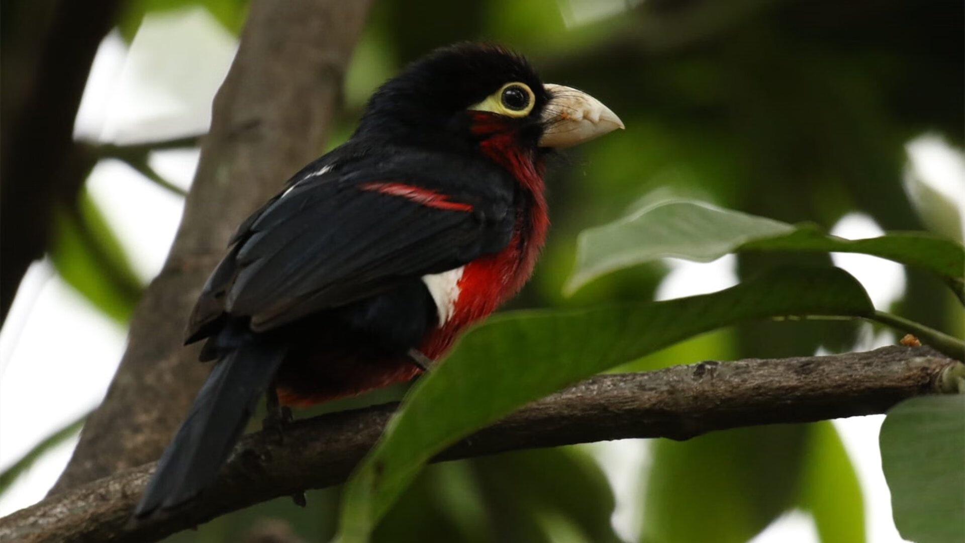 【限时投球新政】投手在10秒内出手，策略如何调整？，投球时的规则