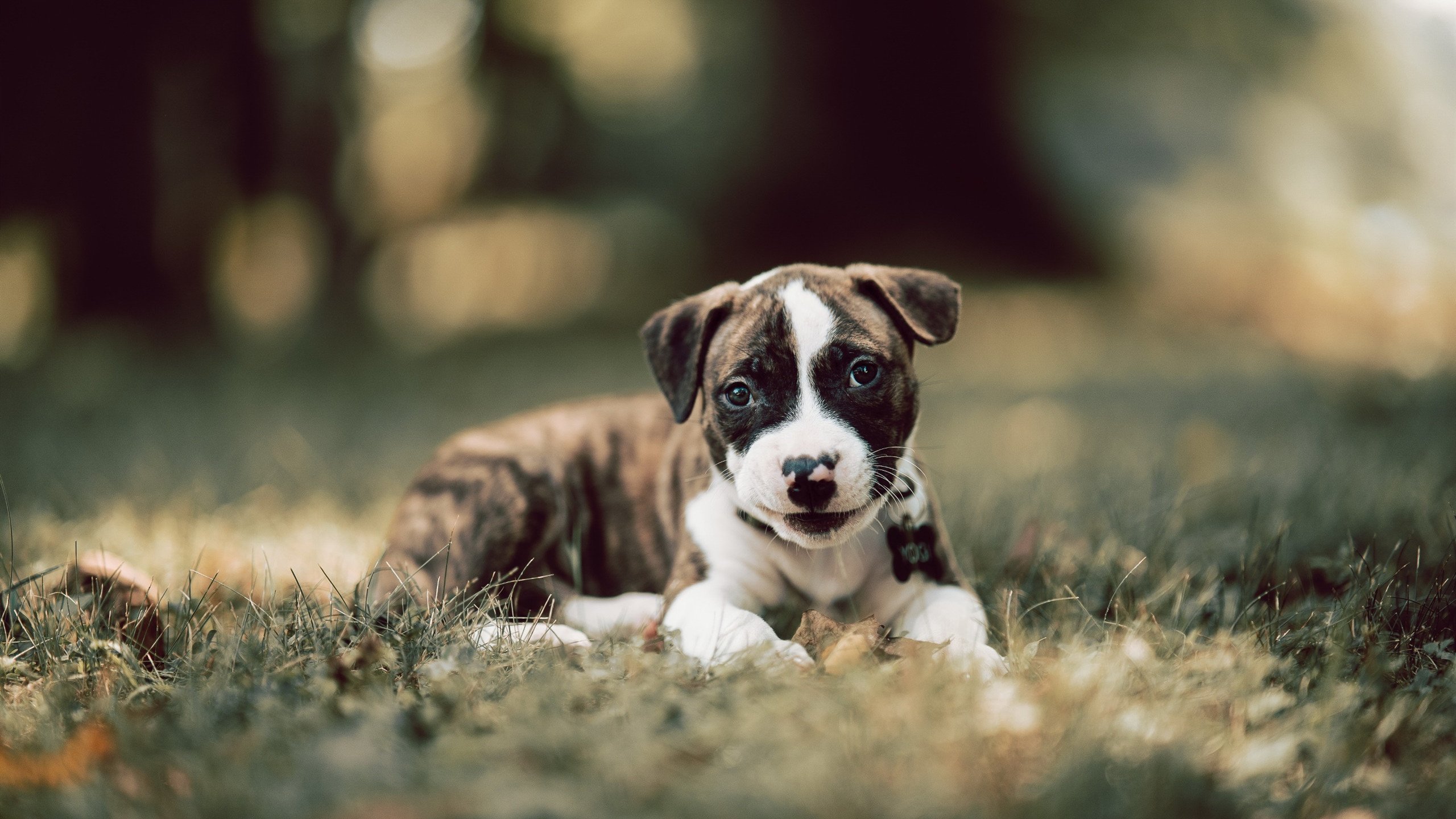 意甲球队打造“年轻化”阵容，实现长远发展，意甲 球员